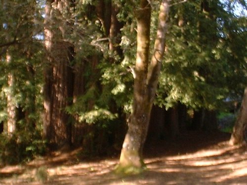 Redwoods2